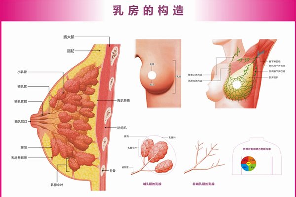 通过饮食来呵护女性乳腺健康