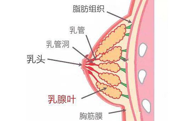 预防乳腺增生有什么方法呢